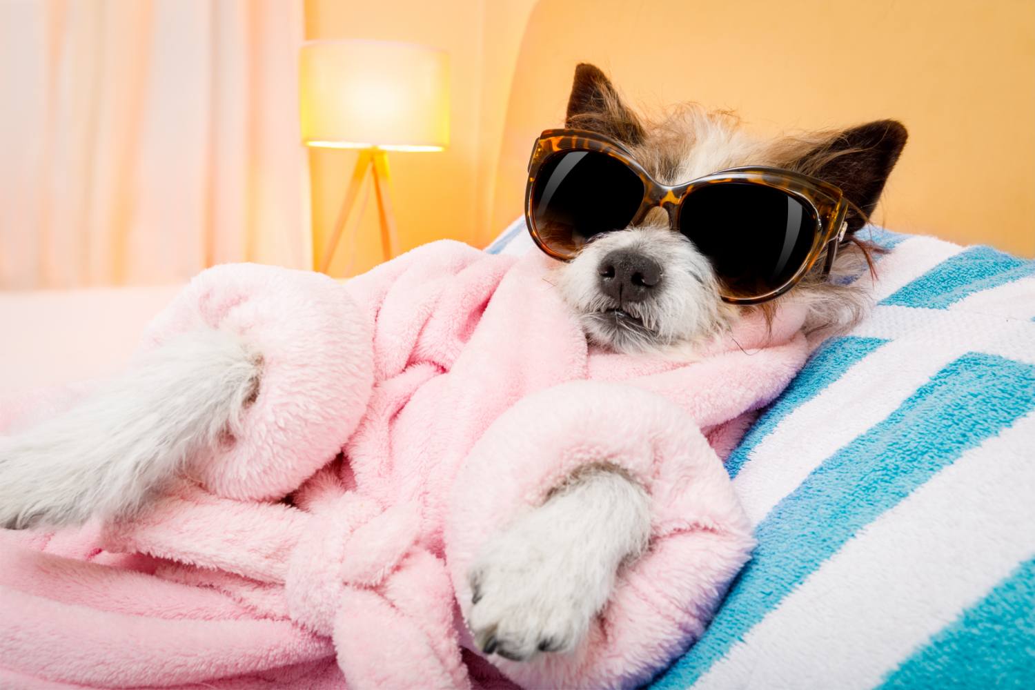 Wellness-Urlaub mit dem Hund