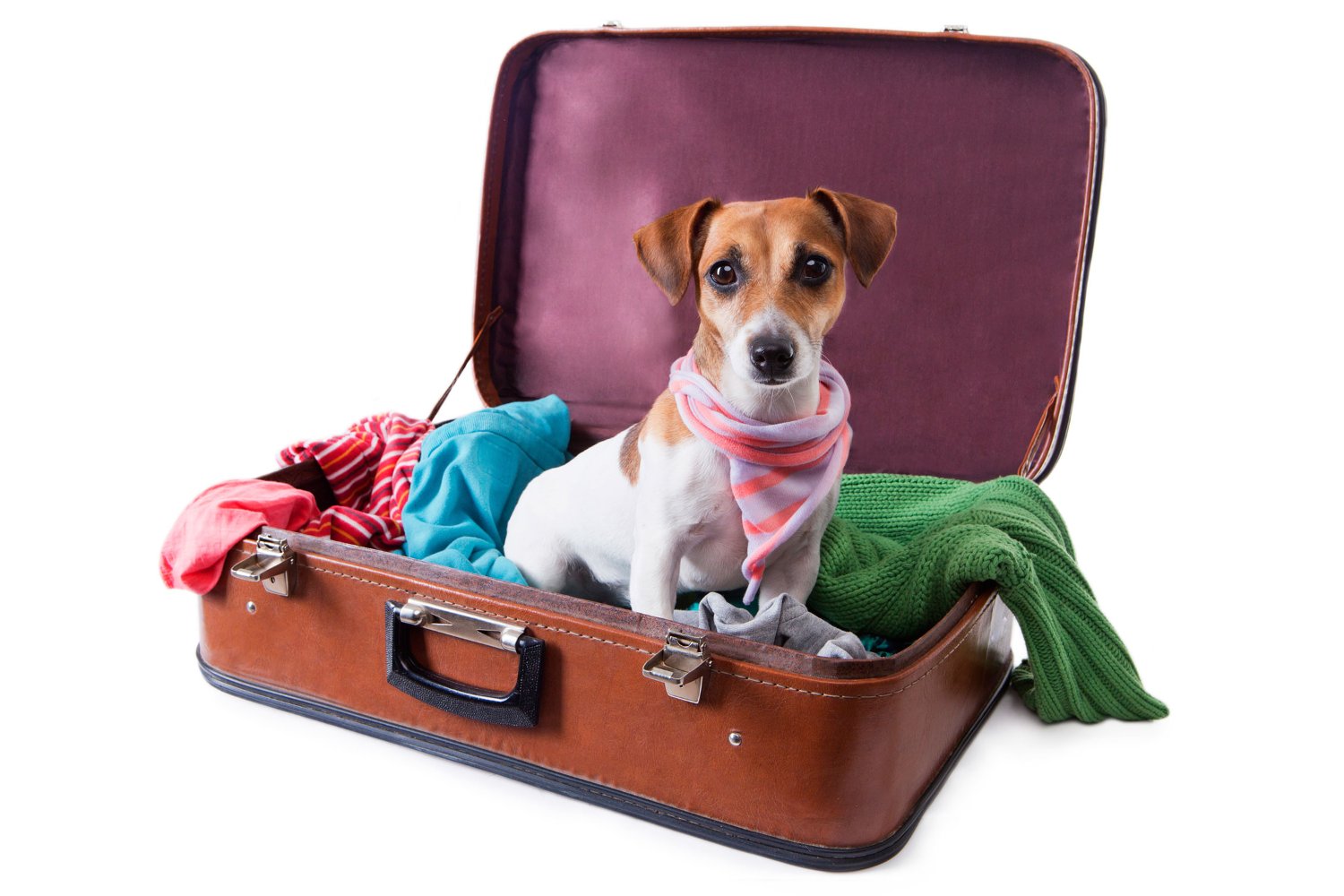 Allinclusiveurlaub mit dem Hund
